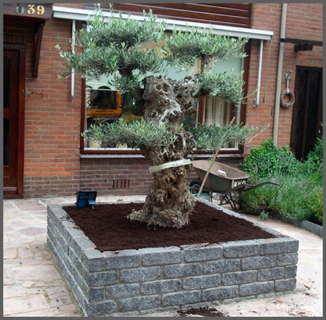 150 jaar oude bonsai-olijfboom - Harderwijk