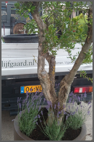 Granaatappel met lavendel - Biddinghuizen