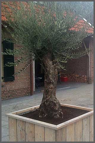 oijfboom in steigerhouten bak