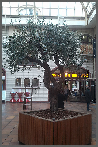Olijfboom in winkelcentrum - Hannover