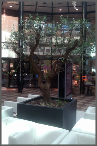 Olijfboom in winkelcentrum - Rotterdam