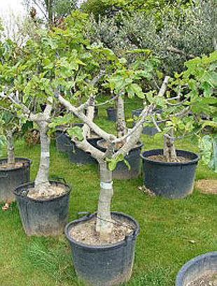 Vijgenboom (Ficus Carica) `Grande`